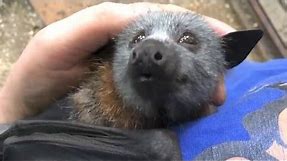 Juvenile bat squeaks while being petted: this is Jeddah