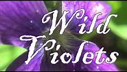 Wild Violets 🌸 Beautiful, Edible Wildflowers