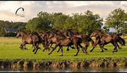 That sound, of 10 galloping Friesian horses.