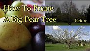 How to Prune a Pear Tree for Maximum Results - Don't Miss the Inside Secrets!