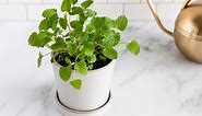 Grow Your Own: Catnip Plants Inside the House