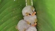 The Honduran white bat (Ectophylla alba) is a tiny, distinctive bat species found in Central America, particularly in Honduras. What sets this bat apart is its unique appearance – it has fluffy, pure white fur and vibrant yellowish-orange nose and leaf-shaped ears. The Honduran white bat is known for its roosting behavior, creating