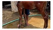 #horses #reelsinstagram #facebookpost #punjabi #punjabisong | Horse Lover of Punjab