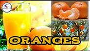 Oranges 🍊🍊 | fruits 🍃 @TheOmniknowledge