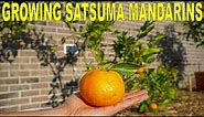 Satsuma Mandarin Growing Guide | Owari Satsuma Cold Hardy Citrus Tree