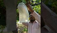 Grapes bagging and waterproof testing of bag