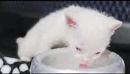 Rare Albino Jaguarundi Cub Found in Colombia