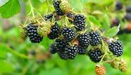 How to Grow Blackberries - Complete Growing Guide
