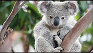 Cute Koalas Playing 🐨 Funny Koala Bears [Funny Pets]
