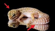Leopard Gecko Body Language