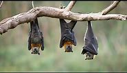 Bats 10 Different Species