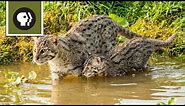 Fishing Kittens See Water For the First Time