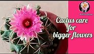 Cactus flower/ Coryphantha elephantidens/ Cactus care tips