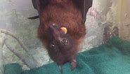 Indy the Giant Indian Fruit Bat