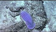 Giant Purple Isopod | Nautilus Live