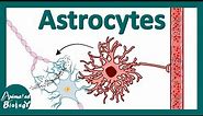 Astrocytes | Function and development of Astrocytes | Astrocytes and disease | Reactive Astrocytes