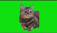 Sad Cat Meowing Again Meme Green Screen Chroma Key Template