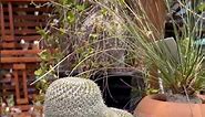 Over 15 years old! Blooming and mature Mammillaria hahniana