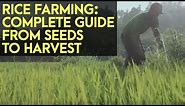 Rice Farming: Complete Guide from Seeds to Harvest