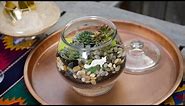 DIY Succulent Terrarium