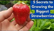 5 Secrets to Growing the Biggest Strawberries