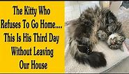 The Best ‘My House, Not My Cat’ Moments That Have Ever Happened To Humans - Part 1