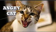 The Most Angriest Cats in the World | Meet The Rarest And Very Angry Cats Ever
