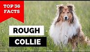 99% of Rough Collie Owners Don't Know This