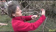 How To: Prune apple trees