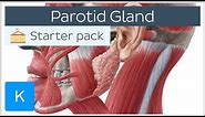 Parotid (Salivary) Gland - Anatomy, Innervation & Function - Human Anatomy | Kenhub