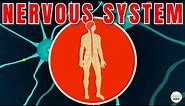Nervous System Explained In Simple Words