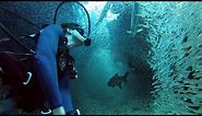 GoPro: Enchanting Scuba Dive with 1 Million Fish