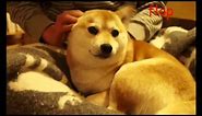 so pet (doge meme)