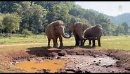 Elephants Celebrated By Trumpeting After Eating Fruit Cake - ElephantNews