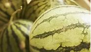 The Best Tasting Small Watermelons for a Garden