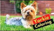 Yorkshire Terrier Coloring: When & Why do Yorkies change their colors?