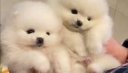 Fluffy Little Pomeranian Puppies ❤️ l Korea teacup puppies