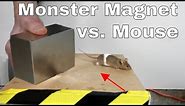What Does a Giant Monster Neodymium Magnet do to a Mouse?