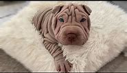 The 10 Wrinkly Dog Breeds That Will Melt Your Heart