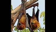 The Mysterious Life Cycle of Bats Uncovered |Animal | Nature | Bat