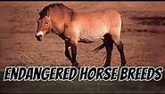 Top 10 endangered horse breeds || endangered horses #horses
