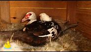 Cute Ducks Laying Eggs (Close Up Footage)