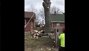 Raccoon comes out flying when Cut Tree hits the ground!