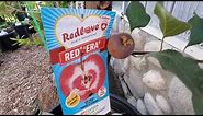 RED-FLESHED APPLE- RED INSIDE AND OUT // A VERY RARE VARIETY OF APPLE :RED LOVE- RED ERA VARIETY