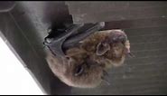 Big Brown Bats mating - Eastern Iowa