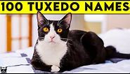 Tuxedo Cat Names - 100+ Names For Your Black and White Cat