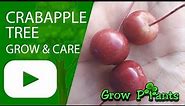 Crabapple tree - grow & care (Beauty & edible)