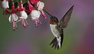 Download Free Hummingbird Wallpapers