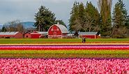 These Tulip Festivals Are the Perfect Excuse for a Spring Road Trip