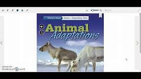 Animal adaptations-grade 4